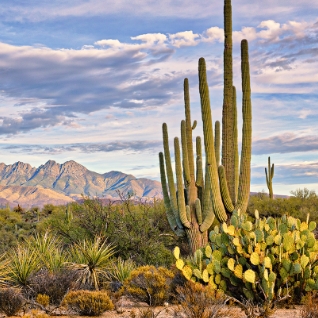 Descubre las mejores empresas de renta de carros en Phoenix, Arizona